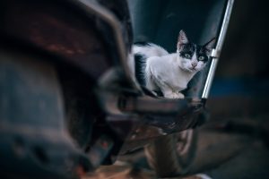 kucing mudik dengan motor