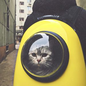 tas ransel kucing