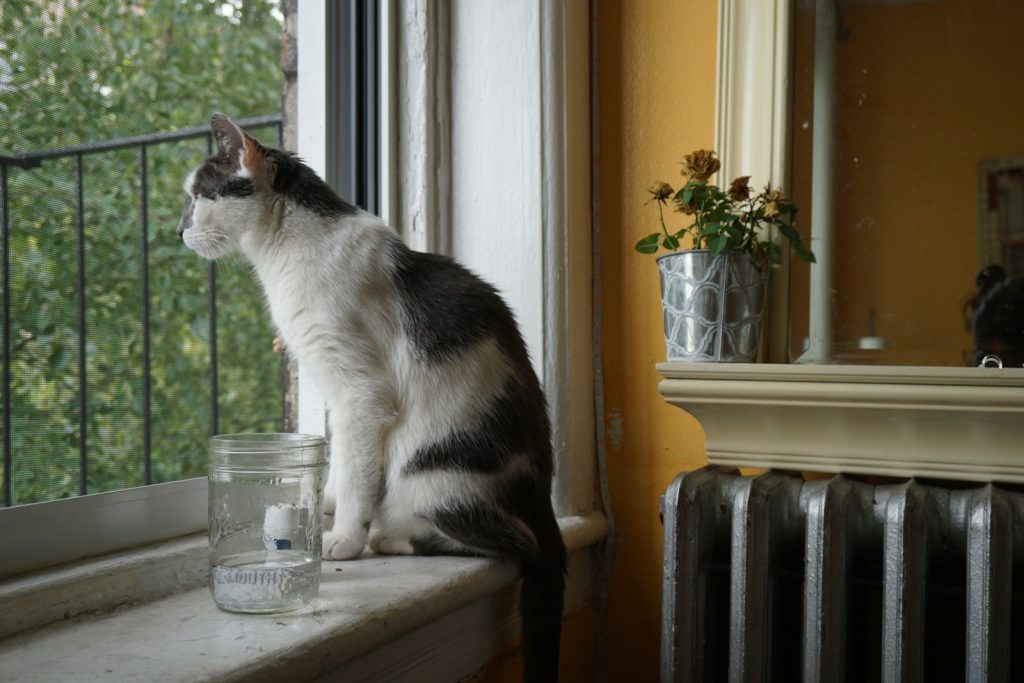 meninggalkan kucing mudik