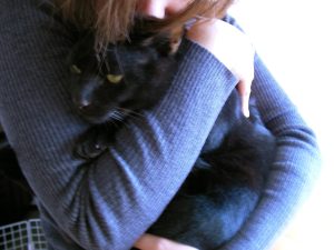 steril kucing adalah